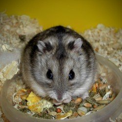 Agro Zoo pokarm dla chomików 450g, zdjęcie 2