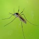 BROS płyn na komary dla dzieci 50 ml ATOMIZER / płyn przeciw komarom