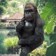 Figurka ozdobna goryla / figurka goryla / figurka małpy goryla