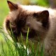 ZIELONY POKARM trawa dla kotów i innych zwierząt