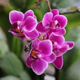 Kwitnący różowy storczyk w ziemi do orchidei