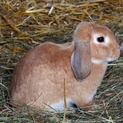 Siano dla gryzoni i królików - Naturalne Sianko 15l