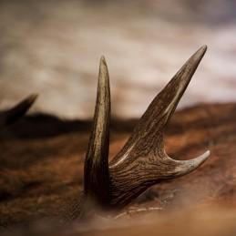 Rozwidlony kawałek poroża jelenia BIOTOP leżący na drewnie dla psa