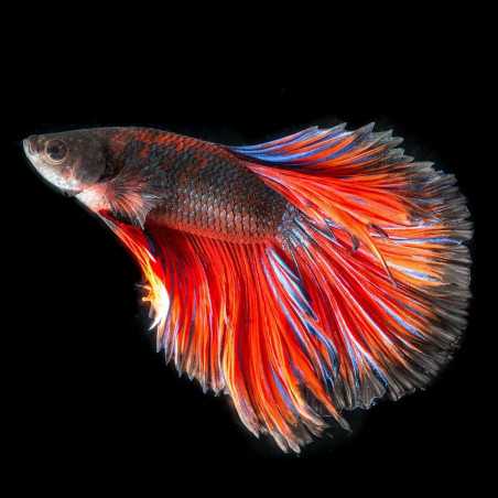 Tetra Betta Larva Sticks pokarm dla bojowników 5 g