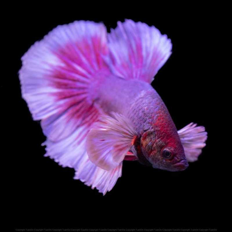 Tropical Soft Line Betta pokarm dla bojowników 5g Tropical Soft Line Betta pokarm dla bojowników 5g