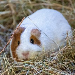Siano łąkowe dla gryzoni i królików Animals, naturalne i prasowane, 360 g