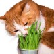 Trawa dla kota Produkt Ekologiczny | sklep internetowy VIKTORIA
