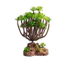 Roślina do terrarium, zdjęcie 4