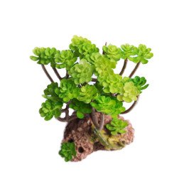 Sztuczny sukulent do akwarium i terrarium, dekoracja 15 cm, zielony lub brązowy, zdjęcie 5