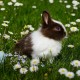 TROPIFIT Rabbit pełnowartościowy pokarm dla królika 500 g
