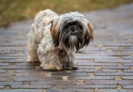 Co ile powinno się kąpać shih tzu?